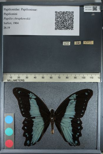 Media type: image;   Entomology 172034